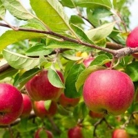 Jabłonie